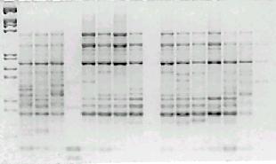 OPW-12, 8. OPW-15, 9. OPW-16, 10. OPW-17. DNA analysis of 16 pathotypes of S. sclerotiorum.