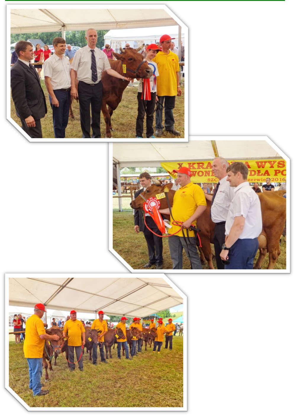 Krowa Winocha super czempion z hodowli E i W.