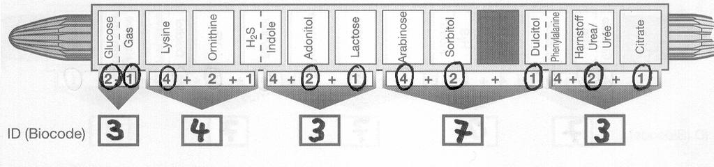 Rysunek 4 Rysunek 5 (A) (B) Rysunek 6