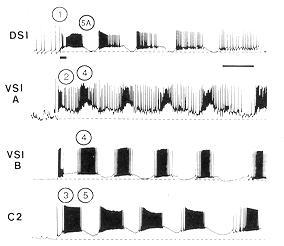 Ruch inicjowany jest impulsem podawanym do DSI (dorsal swim interneurons) DSI odpala salwę potencjałów Salwa ta hamuje V SI (ventral swim interneurons) i jednocześnie pobudza C2 C2 pobudzają V SI,