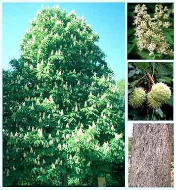 Aesculus