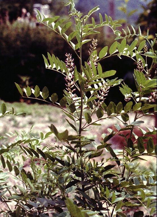 saponiny triterpenowe - surowce o znaczeniu leczniczym Liquiritiae radix FPX Glycyrrhiza glabra Lukrecja gładka Fabaceae odmiany handlowe: