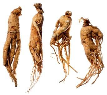 Ginseng radix