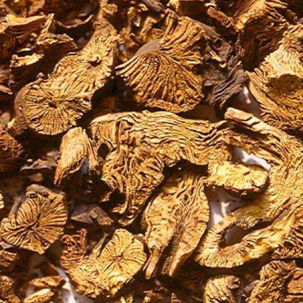 Cimicifugae