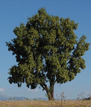 saponiny triterpenowe -