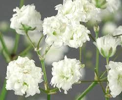 radix Gypsophila paniculata