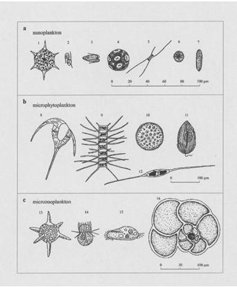 Fitoplankton -główna forma życia w