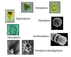 Fitoplankton -główna forma życia w wodzie a także istotny składnik określający jej kolor Specific absorption [m 2 mg -1 ] 0.08 0.06 0.04 0.