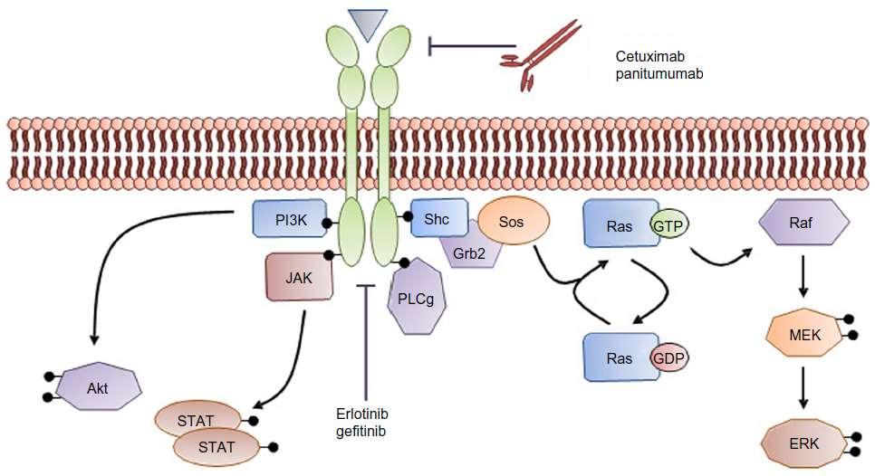 necitumumab EGFR erlotynib