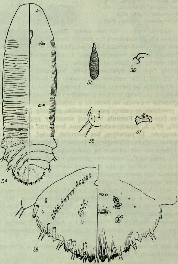 Ciało samicy [rys. 40] szeroko owalne, czasami prawie okrągłe, fioletowe.czułki [rys. 41] w kształcie gruzełka, z jedną zakrzywioną szczeciną.