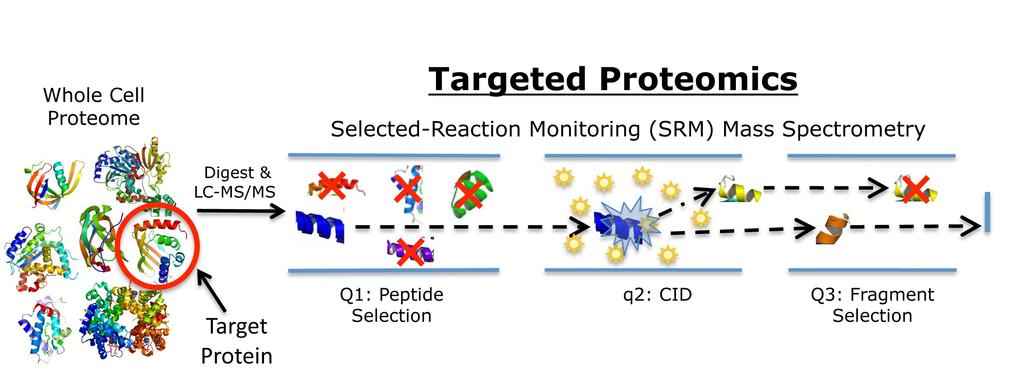 Proteom i proteomika PROTEin component of a genome