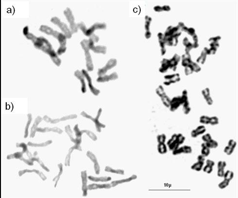 Katarzyna Wajdzik Dla roślin zebranych z łąki i murawy kserotermicznej ustalono liczbę chromosomów 2n=28 identyfikując 13 par chromosomów jako prawie metacentrycznych i 1 parę-sat (ryc. 3b, 3ab).