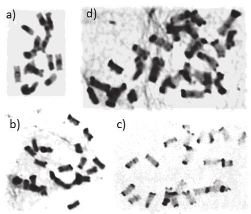 różniących się wzorami prążkowymi (ryc.2). Każda z grup zawierała 14 chromosomów (7 par) z prawie identyczną dystrybucją heterochromatyny w każdej parze.