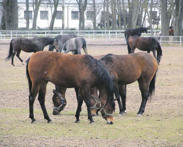 wydarzenia 5 KONIE JEDNAK ZOSTAŁY OTRUTE? W paszy podawanej koniom w Janowie wykryto antybiotyki stosowane w przemysłowej hodowli drobiu informuje Rzeczpospolita.