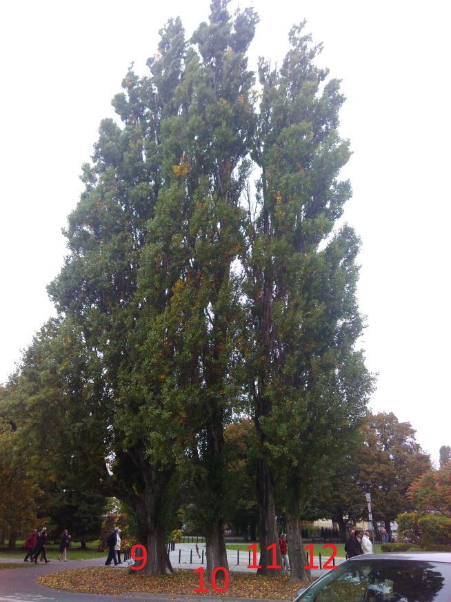 9 - Topola czarna odm. 'Italica' (Populus nigra L. var.