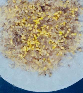 80 K. Szczygie³ a b Fot. 5. Liœcieniowe somatyczne zarodki modrzewia europejskiego (a) i œwierka pospolitego (b) Phot. 5. Cotyledonary somatic embryos of European larch (a) and Norway spruce (b) Kwas abscysynowy odgrywa istotn¹ rolê podczas rozwoju zygotycznych i somatycznych zarodków.