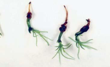 Two-month old somatic seedlings of spruce before planting in natural conditions rzewania somatycznych zarodków BM-3 z 20 M ABAi1 M IBA) z 1 grama œwie ej masy kalusa wytworzy³o siê œrednio 250 520