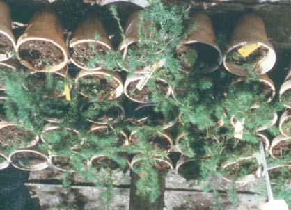 1995) uzupe³nionej 20 MABAz1 M IBA (przez okres 6 10 tygodni). Na po ywce tej wytworzy³o siê 20 60 szt. zarodków globularnych, w tym 5 20 liœcieniowych (z grama œwie ej masy kalusa).