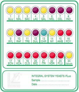 INTEGRAL SYSTEM YEASTS Plus OPIS INTEGRAL SYSTEM YEAST Plus składa się z pasków z 24 studzienkami, zawierającymi biochemiczne i przeciwgrzybicze substraty.