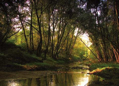 Dla ochrony najwartościowszej części Borów utworzono parki krajobrazowe: Tucholski, Wdecki.