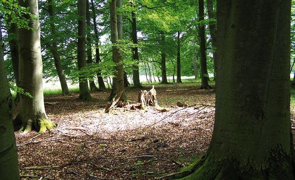 w miejscowości Zakrzewo odbyło się uroczyste oddanie do użytku kompleksu boisk wybudowanych w ramach projektu rządowego Moje boisko Orlik 2012.