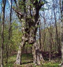W parku znajdują się liczne gatunki drzew w wieku od 90 do 120 lat, a także alejki porośnięte krzewami. Park obejmuje teren o powierzchni 3,75 ha.