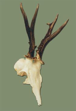 Myłkus Widłak