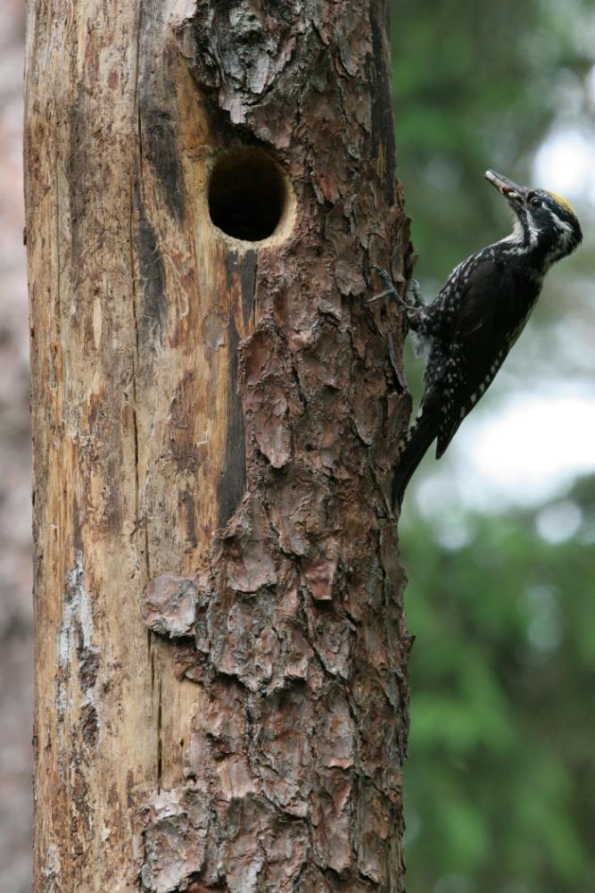 Awifauna PB: podstawowe fakty 11 gatunków - wiodąca ostoja krajowa, podtrzymująca >1% populacji