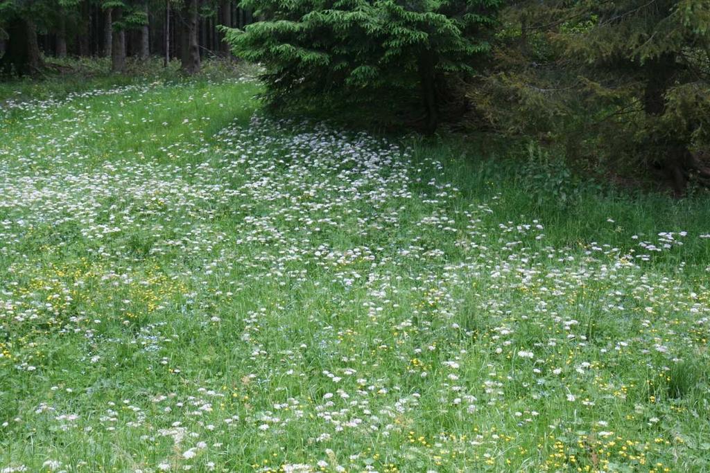 roślin przypadkowo przyniesionych przez wody potoku z wyższych położeń
