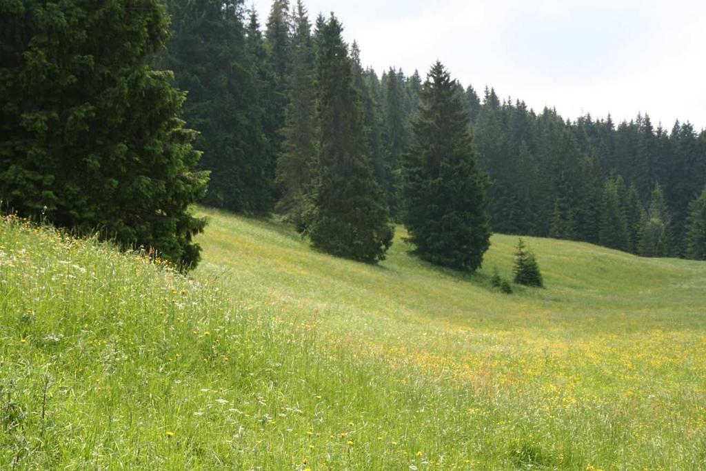 Intensywnie wypasane, ubogie w gatunki roślin zbiorowisko łąkowe o