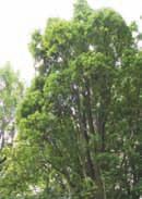 kasztanowiec zwyczajny (Aesculus