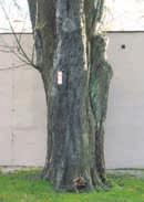 ) o obwodzie 466 cm i wysokości
