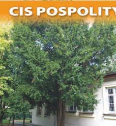 Pozycja w wojewódzkim rejestrze nr 295 W cis pospolity (Taxus baccata L.