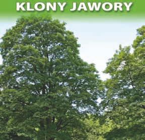 nr 68 dwa klony jawory (Acer pseudoplatanus) o obwodach 255 cm i 261 cm oraz wysokościach 19 m i 19 m grupa