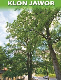 Kaszubskiej, działka nr 828/11 12 nr 69 klon jawor (Acer pseudoplatanus) o obwodzie 265 cm i wysokości 20 m