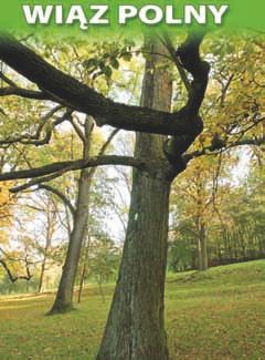 nr 71 wiąz polny (Ulmus minor Mill.