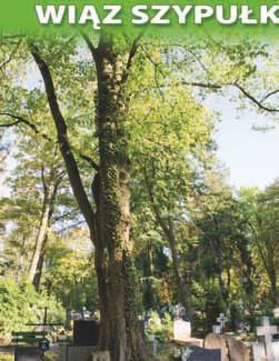 nr 73 wiąz szypułkowy (Ulmus