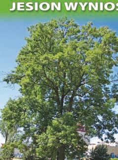 ) o obwodach 140 cm, 185 cm i wysokościach 10 m, 24 m.