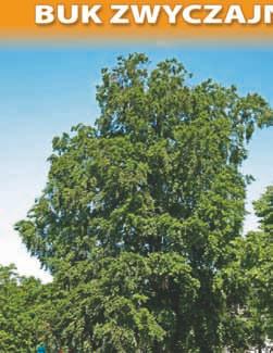 Pozycja w wojewódzkim rejestrze nr 280 W buk zwyczajny (Fagus sylvatica L.