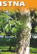 hispanica) o obwodzie 270 cm,