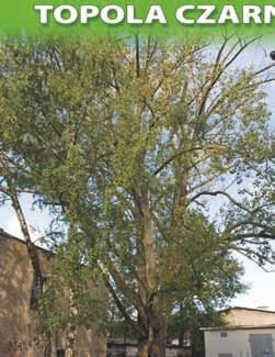 nr 24 topola czarna (Populus nigra) o obwodzie 420 cm