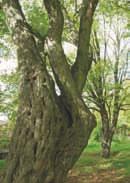 (Carpinus ) o obwodzie 336 cm i wysokości