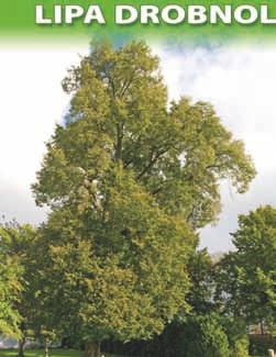 Leśna 8 - posesja Domu Pomocy Społecznej, działka nr 10/25 20 nr 21 lipa