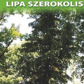 nr 23 lipa szerokolistna (Tilia platyphyllos L.) o obwodzie 270 cm i wysokości 21 m ul.