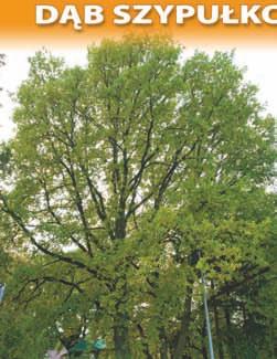 Pozycja w wojewódzkim rejestrze nr