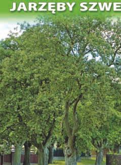 nr 29 23 egzemplarze z gatunku jarząb szwedzki (Sorbus