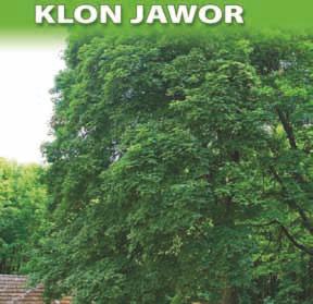 nr 46 klon jawor (Acer pseudoplatanus L.