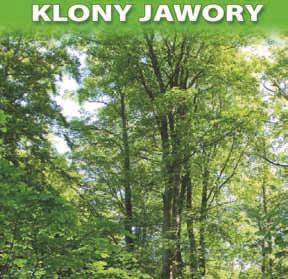 Jana Bauera 14, działka nr 44 nr 47 grupa drzew - dwa klony jawory (Acer pseudoplatanus L.