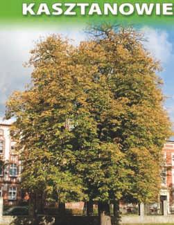 Serotina ) o obwodzie 450 cm, na
