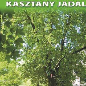 nr 49 dwa kasztany jadalne (Castanea sativa Mill.) o obwodach: 176 i 197 cm oraz wysokościach: 12 i 13 m grupa drzew ul.